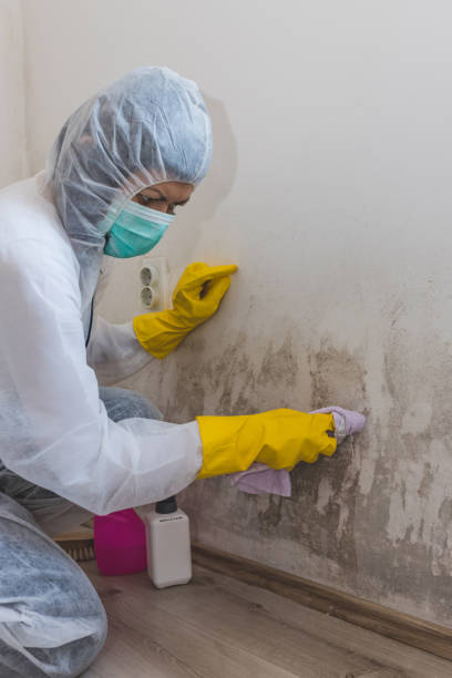 Best Black Mold Removal  in Bertville, AL